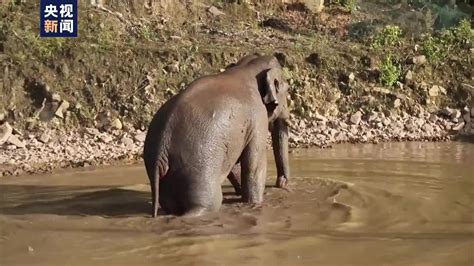 夢到大象在水裡 1994年7月